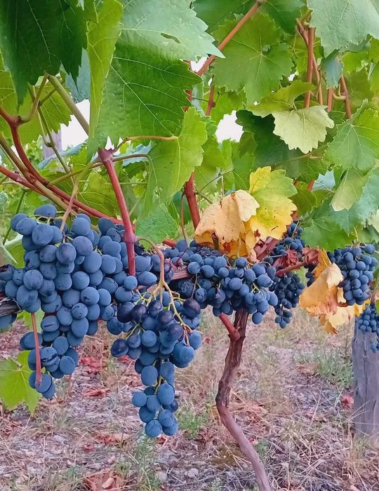 Vând drajoni de zmeură polka si stoloni căpsuni