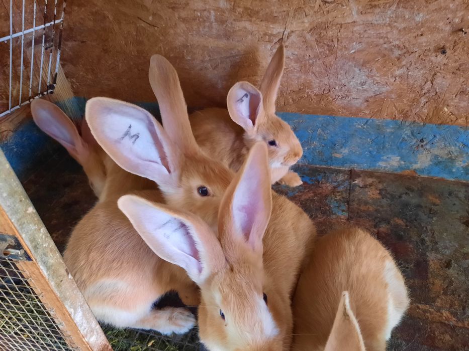 Iepuri urias german galben