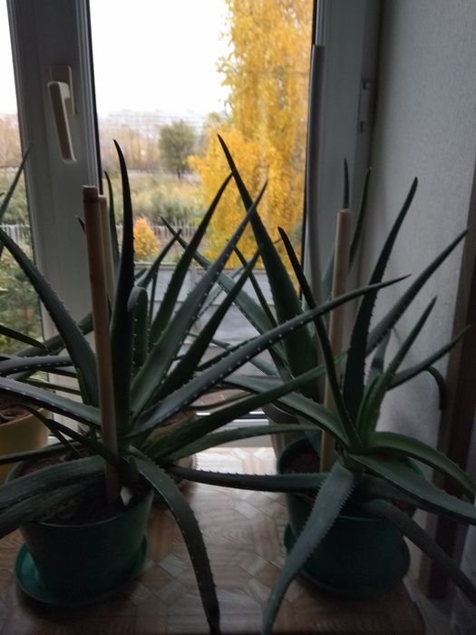 Продам алоэ Вера