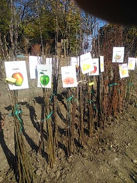 Овощни дръвчета - 10плюс1