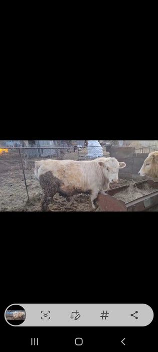 Продам бычков, возраст 1 год