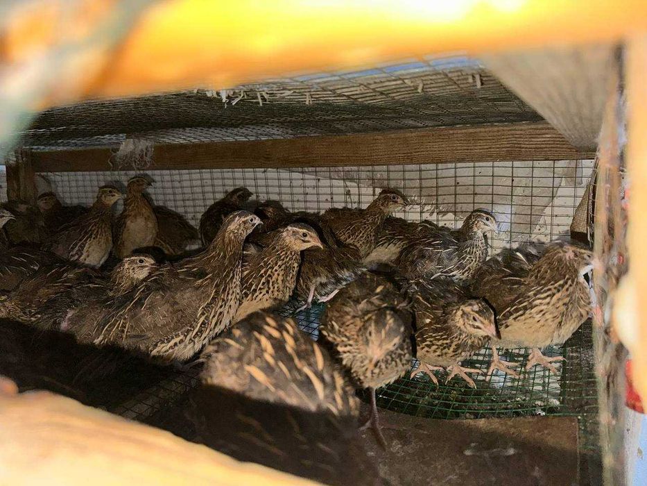 Бедана, Bedana сотилади