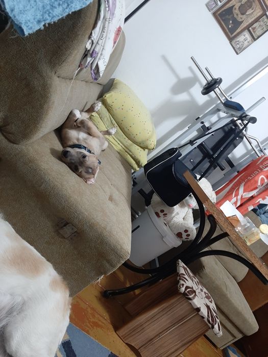 Щенок привитый мальчик 3 месяца