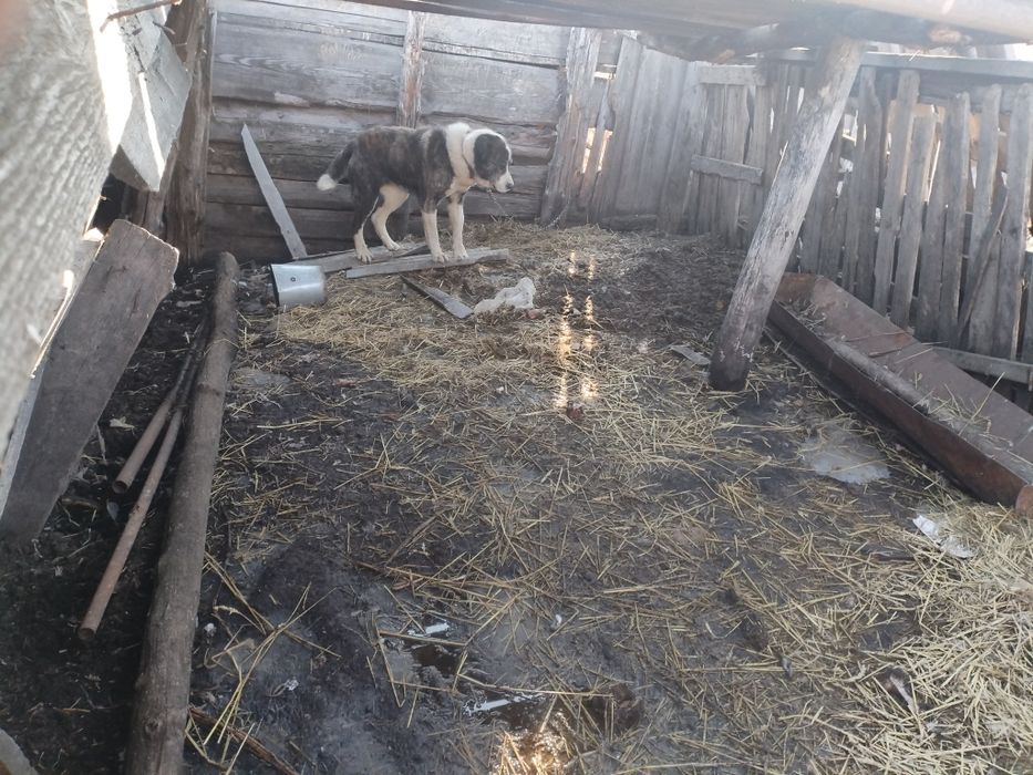 Продам суку Алабай