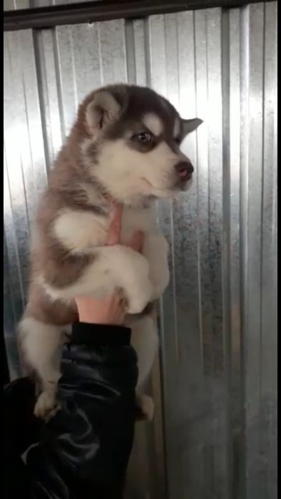 Шоколадная пришоколадная хасюля