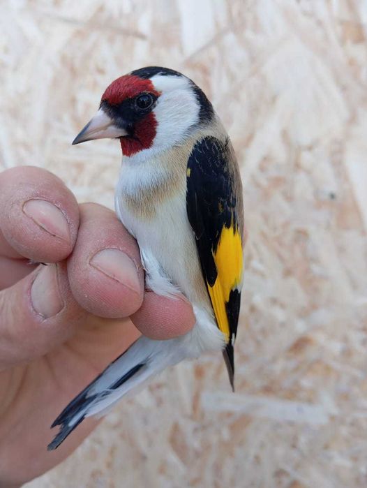 Продам птицу певчие