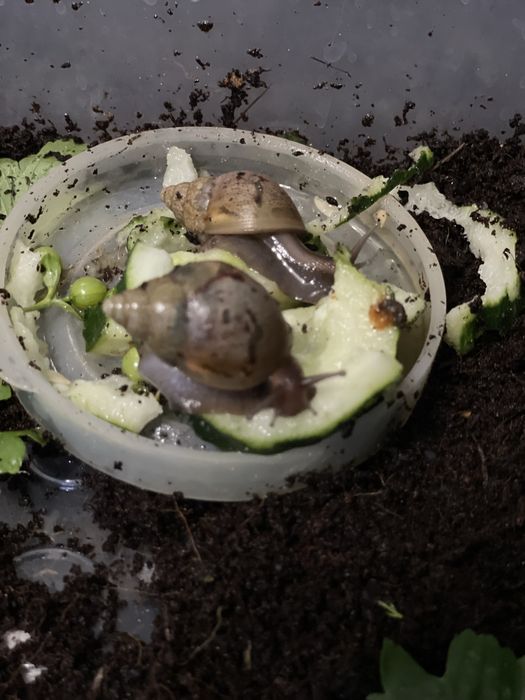 Улитки Ахатины. Есть разного размера