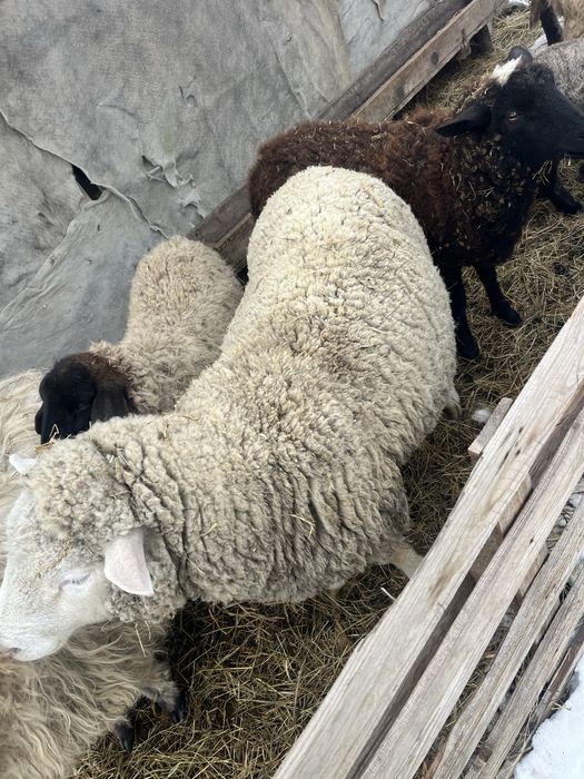 Vand berbec ile de france 2 ani  !