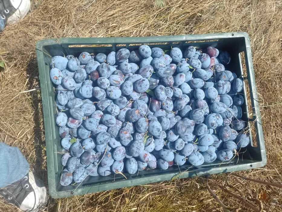 Vand prune pentru tuica, gem, compot