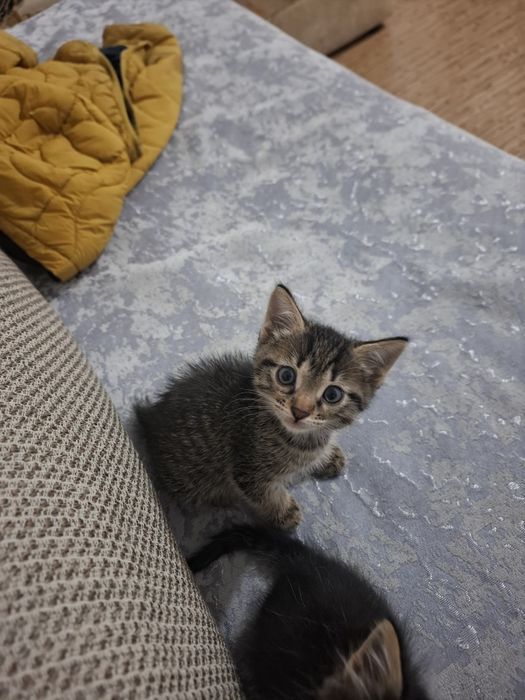Отдам котят к добрые руки