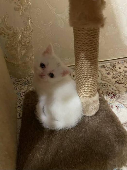 Котята медвежата