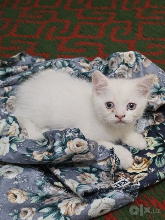 Продаются Шотландские котята