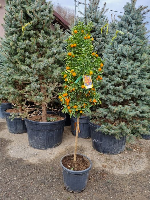 Avem la vânzare  lămâi si mandarin
