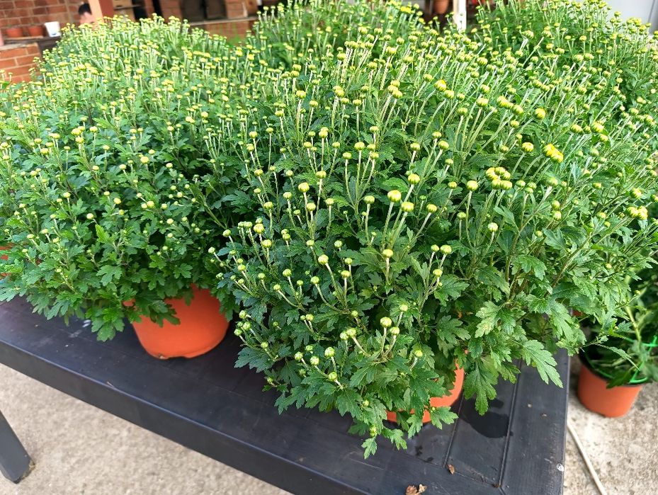 Crizanteme Multiflora ghiveci tufe mari – Producător Gorj (pline de boboci)