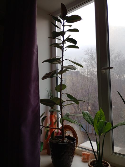 Сад и дом.цветок фикус