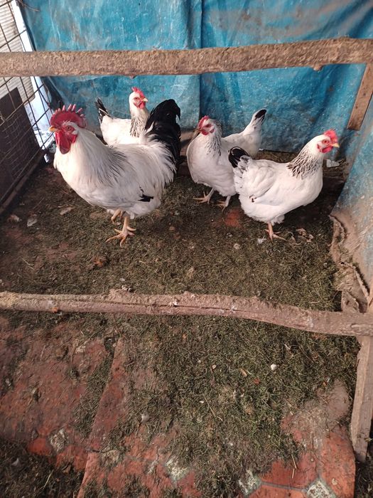 Куры серебристый Адлер