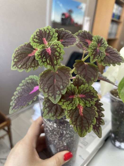 Колеус молодой укорененный черенок