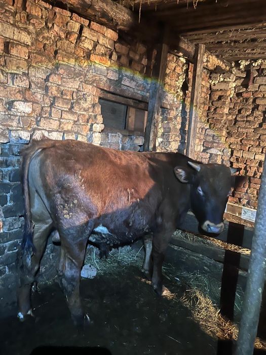 Продам 7 бычков!!!