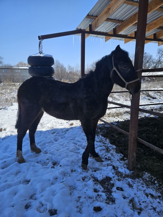 Кобылка классных кровей