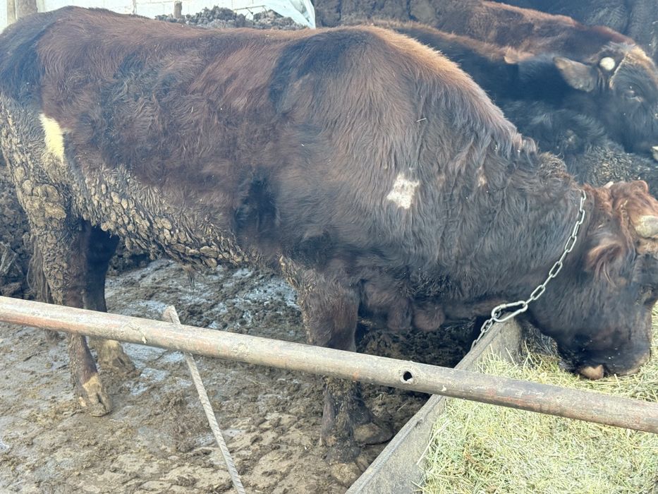 Mestniy mollar 7 dona bor