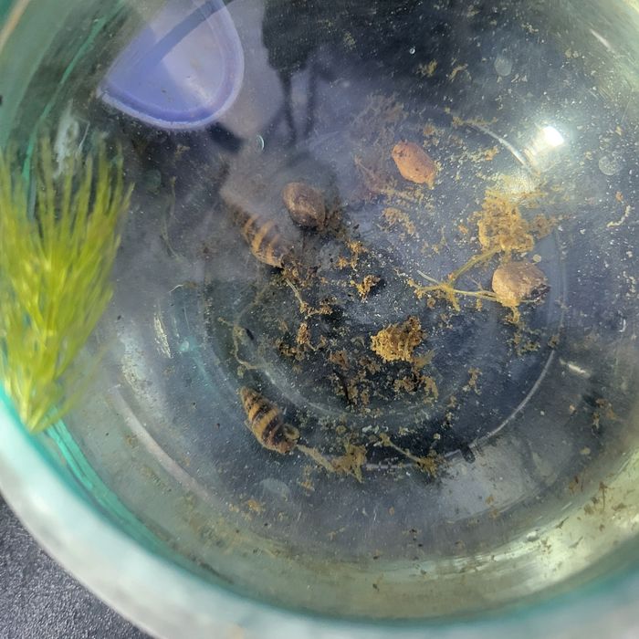 Akvarium 7-8 litrlik