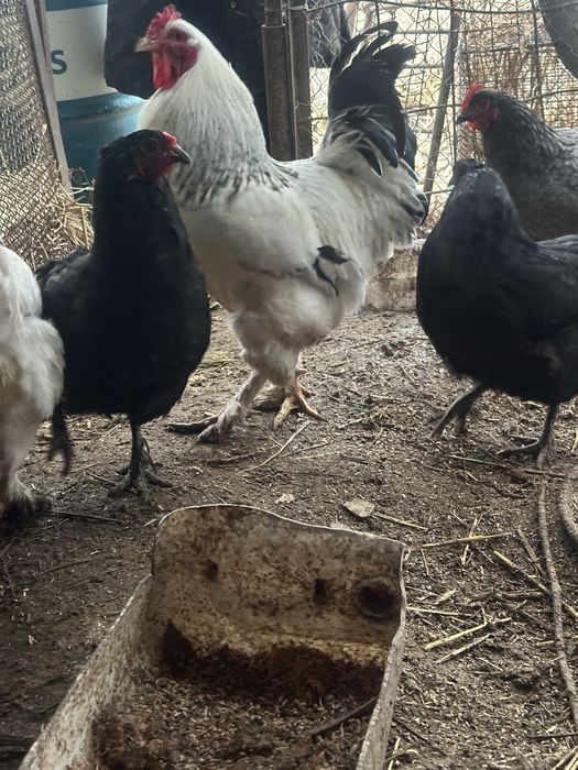 Қораз сатылады жас