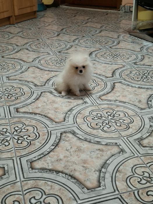 Pomeranian pui femelă, talie mică