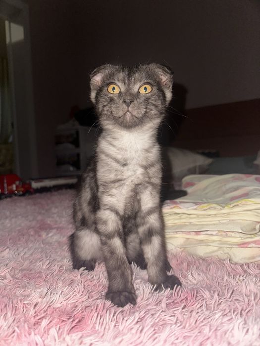 Отдам котенка 2 месяца в добрые руки