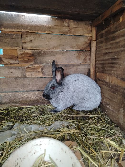 Коян сатылады пародасы фландир