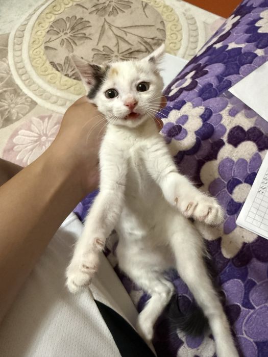 Отдадим котенка в хорошие руки