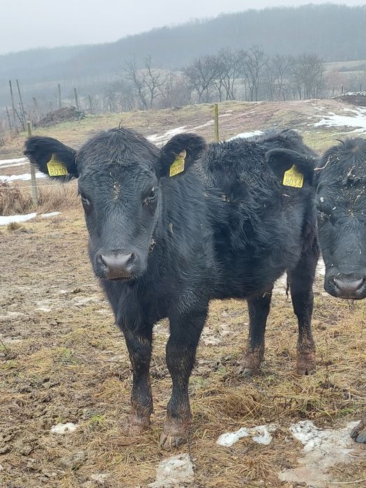 De vanzare  vitele angus