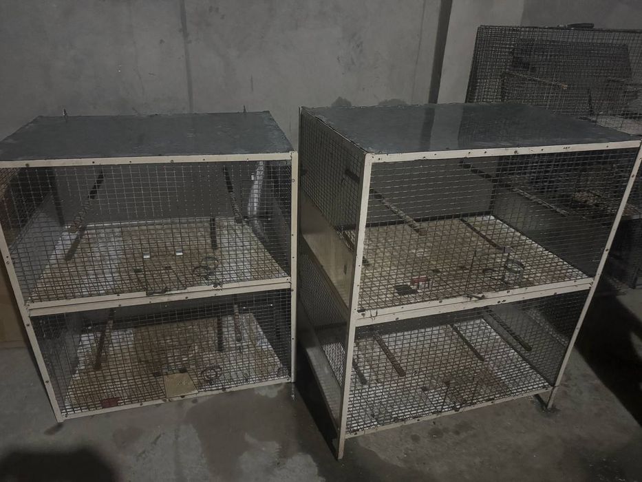 Папугае.бокадиган.