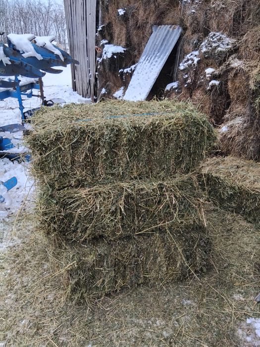 Baloți de lucernă și grăunțe