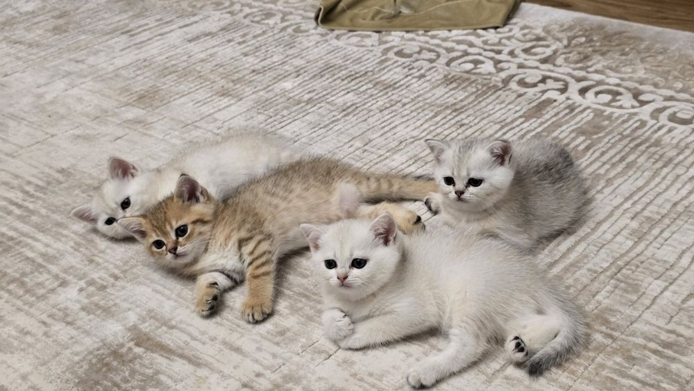 Продаются породистые котята (британская/шотландская линия)