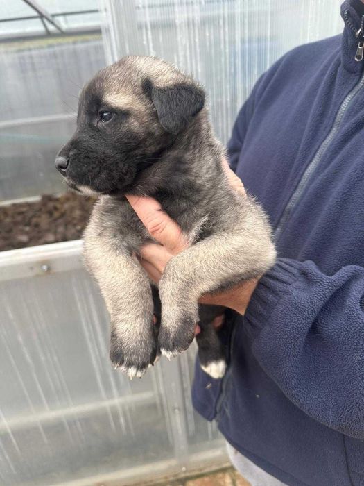 Femela kangal 5 săptămâni