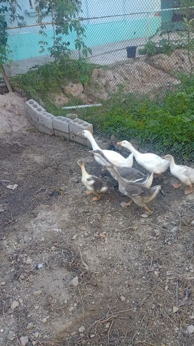 Goz sotiladi 180 dan