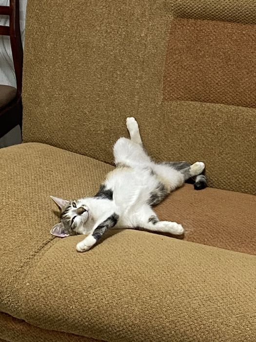 Отдам молодую кошечку
