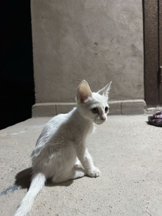 Милые котята ищут дом