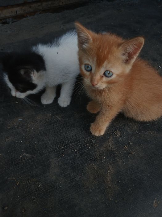 Отдам     котят.