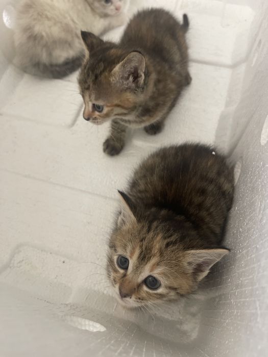 Отдам котенка, котят. Очень красивые.