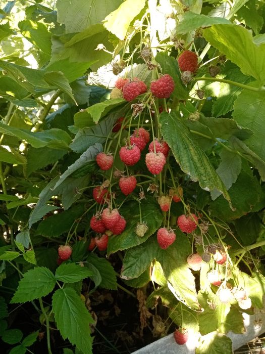 Продам саженцы малины Геракл