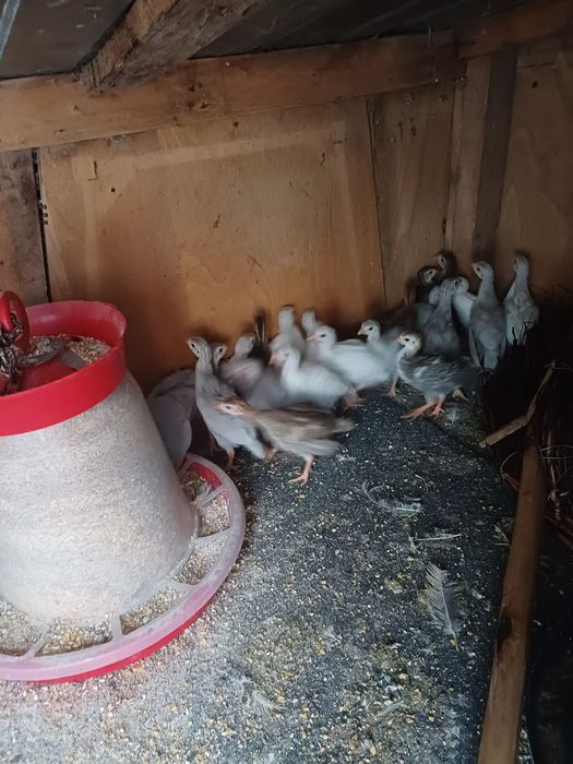 Vând pui de bibilică  patru  culori de 5 zile am 30 de pui de bibilica  frumoși și sănătoși  bibilicile sînt rasa semi  grea  bibeloi au 3-4 kg  .