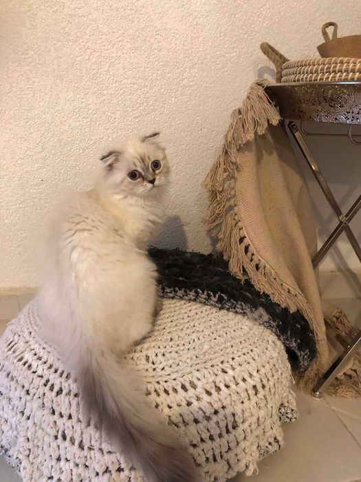 Шотлански котета