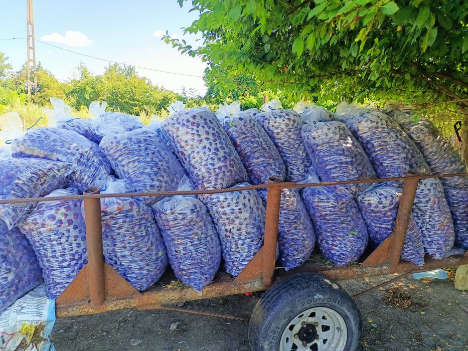 prune pt piața sau tuica