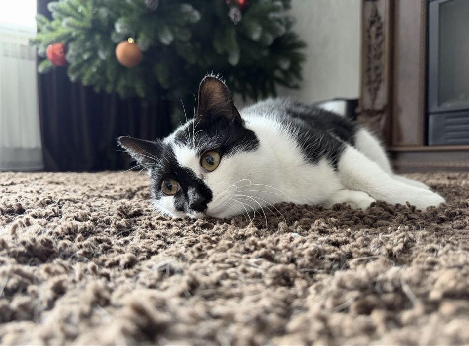 Дарю кошечку.