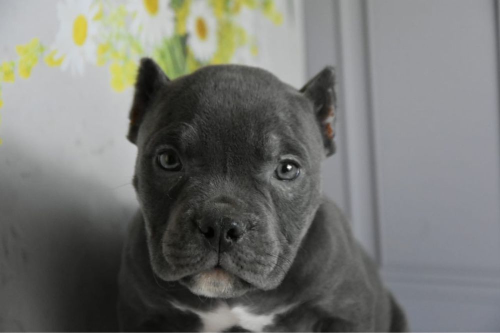 Американская булли