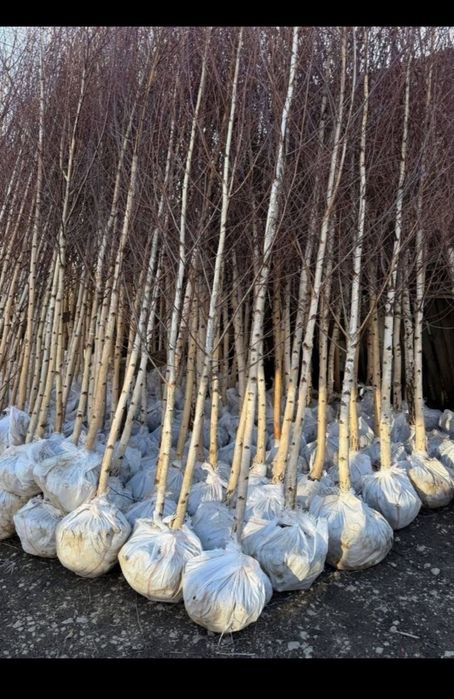 Vând Mesteacăn Alb și Chiparos Leylandii (Transport și Plantare)