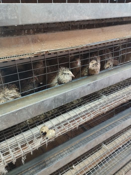 Продам. Перепела