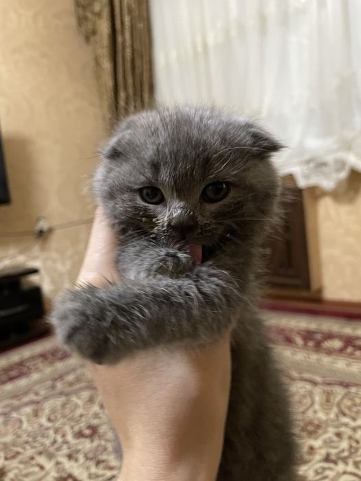 Пропал котенок!!Вышел из дома