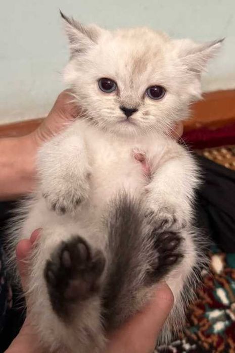 Шотландский страйт окраска серебристый шиншилла